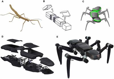 Integrative Biomimetics of Autonomous Hexapedal Locomotion